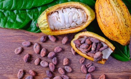 China exporting cocoa not a cause for alarm – Former Ghana Ambassador to China