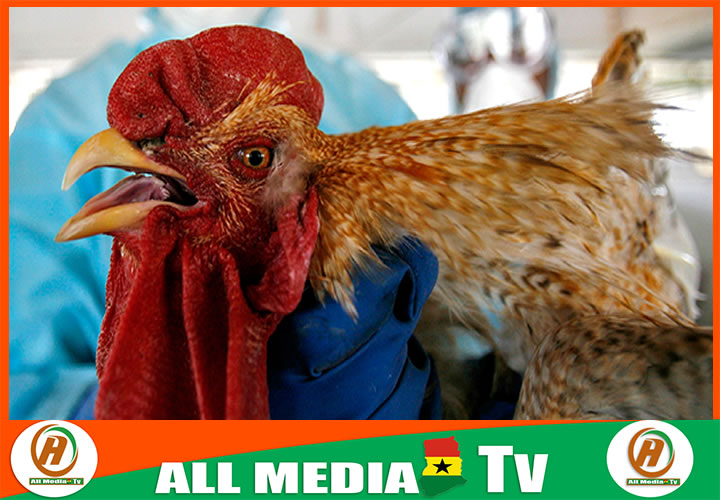 The Food and Agriculture Ministry hint on bird flu in Accra, Volta and Central Regions